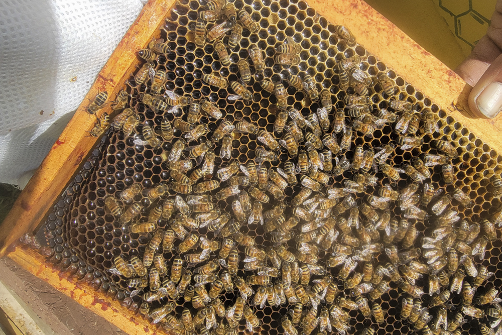 Hive Works Honey Company